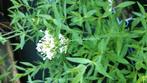 Centranthus  witbloeiend, Volle zon, Vaste plant, Zomer, Ophalen