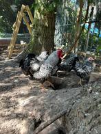 Wyandotte kriel haan zilver-zwart gezoomd, Dieren en Toebehoren, Mannelijk, Kip