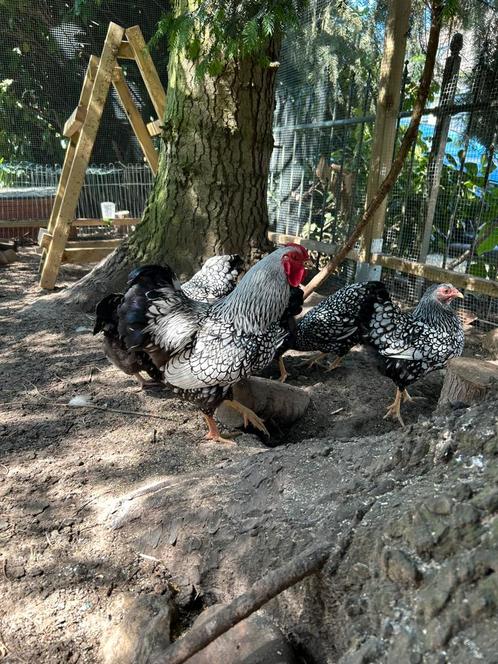 Wyandotte kriel haan zilver-zwart gezoomd, Dieren en Toebehoren, Pluimvee, Kip, Mannelijk