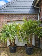 TRACHYCARPUS WAGNERIANUS 20,  OF EEN MEERSTAMMIG FORTUNEI, In pot, Halfschaduw, Ophalen of Verzenden, Minder dan 100 cm
