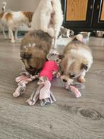 Lieve keeshond/pomeriaan puppies, Dieren en Toebehoren, Keeshond, 8 tot 15 weken, Meerdere, Meerdere dieren