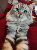 Dimitri en kitten Milù zoeken  liefdevol nieuw thuis, Dieren en Toebehoren, Katten en Kittens | Raskatten | Langhaar, Meerdere dieren