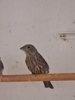 Mexicaanse Roodmuspop, Vrouwelijk, Tropenvogel