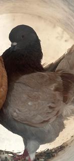 Sierduiven, Dieren en Toebehoren, Vogels | Duiven