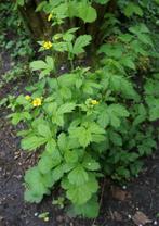 ruim 100 stuks tuinplanten, Tuin en Terras, Ophalen, Overige soorten, Volle zon