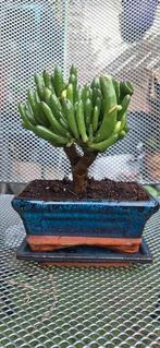 Crassula ovata 'Hobbit'

BONSAI, Huis en Inrichting, Ophalen of Verzenden, Overige soorten, Minder dan 100 cm