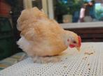 Cochin kriel haantjes te koop, Dieren en Toebehoren, Pluimvee, Mannelijk, Kip