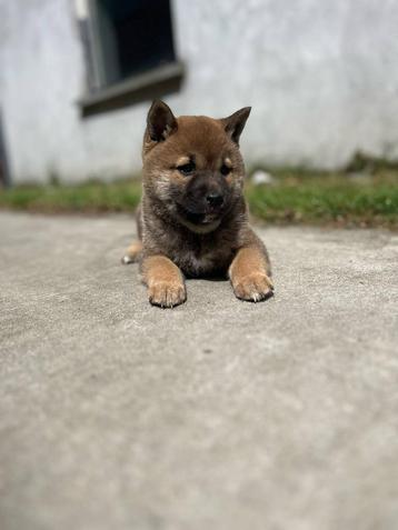Shiba-inu eigen fok,Belgisch=puur vertrouwen  beschikbaar voor biedingen
