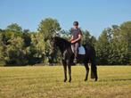 Prachtige 5-jarige Kjento merrie, Dieren en Toebehoren, Merrie, Dressuurpaard, 3 tot 6 jaar, L