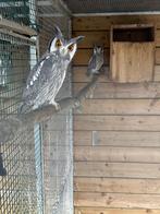 Uilen, Dieren en Toebehoren, Vogels | Overige Vogels, Meerdere dieren, Roofvogel, Geringd