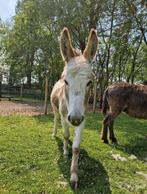 Lieve bonte ezel hengst, Dieren en Toebehoren, Overige Dieren, April, Mannelijk