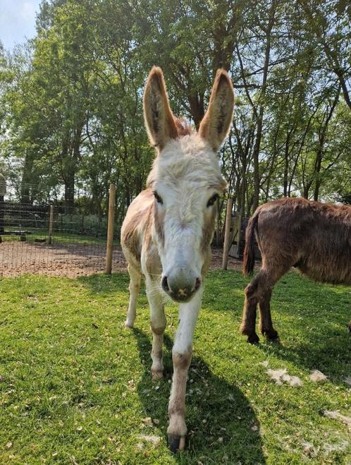 Lieve bonte ezel hengst, Dieren en Toebehoren, Overige Dieren, Mannelijk, April