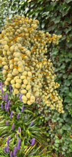 Decoratie, Ophalen of Verzenden