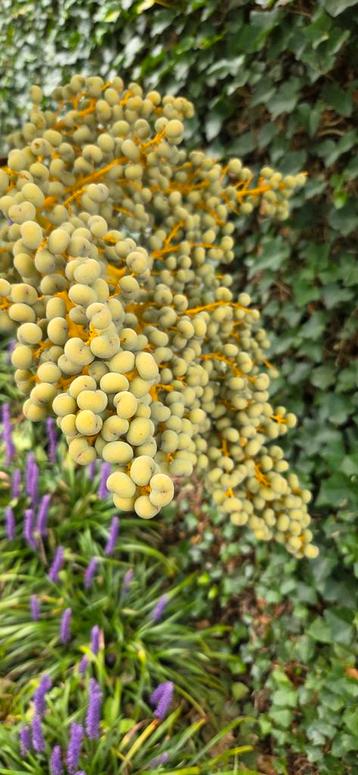 Decoratie  beschikbaar voor biedingen