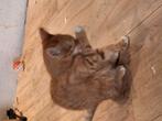 3 maanden oude kitten(poes), Dieren en Toebehoren, Katten en Kittens | Raskatten | Korthaar, Poes