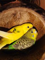 Grasparkieten met toebehoren, Dieren en Toebehoren, Vogels | Toebehoren, Ophalen