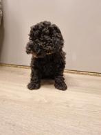 Toy poedel pups nog 1 reutje, Poedel, CDV (hondenziekte), 8 tot 15 weken, Meerdere