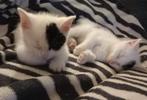 Boerderij kittens, Dieren en Toebehoren, Meerdere dieren