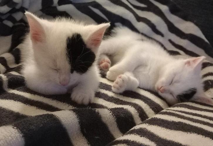 Boerderij kittens, Dieren en Toebehoren, Katten en Kittens | Overige Katten, Meerdere dieren