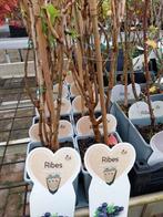 Jostabes struik - Ribes jostaberry, Tuin en Terras, Planten | Tuinplanten, Ophalen, Volle zon, Vaste plant, Fruitplanten