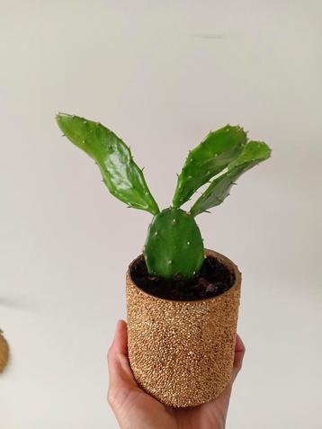 Leuke cactus in gouden potje beschikbaar voor biedingen