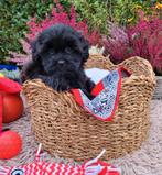 Leuke boomer pups te koop!, Overige rassen, CDV (hondenziekte), 8 tot 15 weken, Meerdere