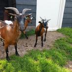 Dwerggeiten, Dieren en Toebehoren, Schapen, Geiten en Varkens, Vrouwelijk, Geit