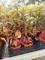 Hydrangea paniculata 'Candlelight', Tuin en Terras, Planten | Tuinplanten, Ophalen, Overige soorten, Halfschaduw