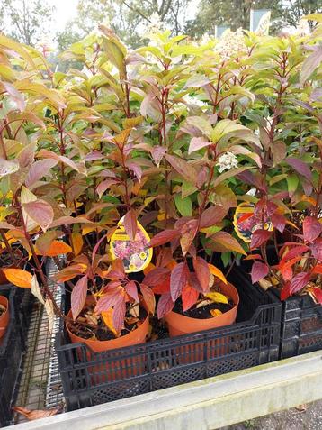 Hydrangea paniculata 'Candlelight' beschikbaar voor biedingen