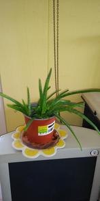 Aloë Vera plant, Huis en Inrichting, Kamerplanten, Ophalen