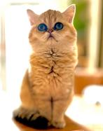 Exotic shorthair, exotic golden shaded, stamboom, Poes, Ontwormd, 0 tot 2 jaar