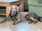 Dekreu Labrador Retriever Zilverkleurig, Dieren en Toebehoren, Rabiës (hondsdolheid), Reu, 1 tot 2 jaar, Eén hond