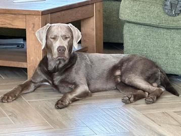 Dekreu Labrador Retriever Zilverkleurig beschikbaar voor biedingen