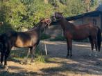 Pensioen plekje aangeboden, Dieren en Toebehoren, Stalling en Weidegang, Stalling, 1 paard of pony