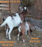 Nubische en kruizing Nubische geiten te koop, Dieren en Toebehoren, Schapen, Geiten en Varkens, Vrouwelijk, Geit