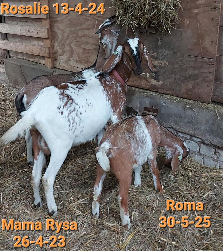 Nubische en kruizing Nubische geiten te koop, Dieren en Toebehoren, Schapen, Geiten en Varkens, Geit, Vrouwelijk