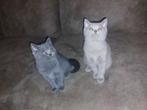 Britse korthaar kittens, Dieren en Toebehoren, Katten en Kittens | Raskatten | Korthaar, Poes, Ontwormd, 0 tot 2 jaar