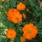 Cosmea - Cosmos Sulphureus - Crest Orange, Ophalen of Verzenden, Voorjaar, Volle zon, Zaad