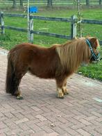 🩷🫶lieve vosse mini merrie heeel braaf)🩷🫶, Dieren en Toebehoren, Gechipt, 0 tot 2 jaar, Hengst, A pony (tot 1.17m)