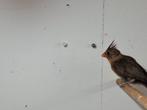 koppel rode Kardinalen, Dieren en Toebehoren, Vogels | Overige Vogels, Meerdere dieren, Wildzangvogel, Geringd