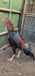 Mooie jonge ras haan van 10 maanden oud (shamo), Dieren en Toebehoren, Mannelijk, Kip