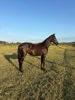 1,5 jarige Le Formidable x Jazz merrie, Dieren en Toebehoren, Paarden, Merrie, Gechipt, Dressuurpaard, 0 tot 2 jaar