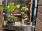 Tuinplanten, Volle zon, Vaste plant, Zomer, Ophalen