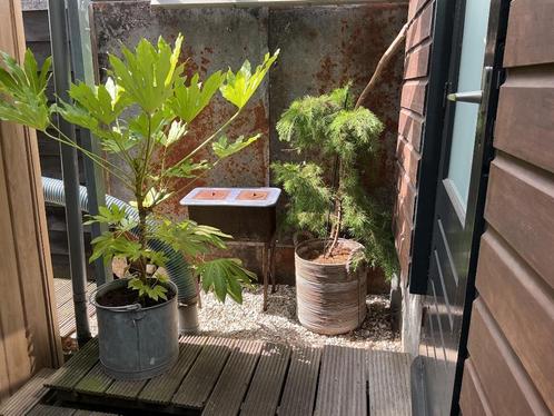 Tuinplanten, Tuin en Terras, Planten | Tuinplanten, Vaste plant, Overige soorten, Volle zon, Zomer, Ophalen