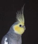 Gevraagd valkparkieten, Meerdere dieren, Parkiet, Geringd