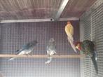 Blauwe stanley rosella, Dieren en Toebehoren, Vogels | Parkieten en Papegaaien, Meerdere dieren, Parkiet