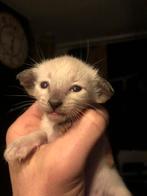 Siamees kittens, Meerdere dieren, Ontwormd, 0 tot 2 jaar