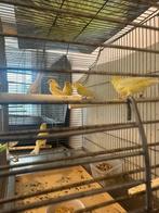 Harzer Kanarie, Dieren en Toebehoren, Mannelijk, Kleurkanarie