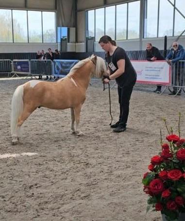 Kwaliteitsvolle  Dekhengsten, Dieren en Toebehoren, Paarden en Pony's | Dekhengsten en Fokmerries, Hengst