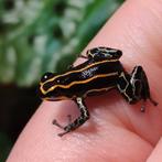 Ranitomeya imitator 'Yurimaguensis', Dieren en Toebehoren, Amfibie, 0 tot 2 jaar